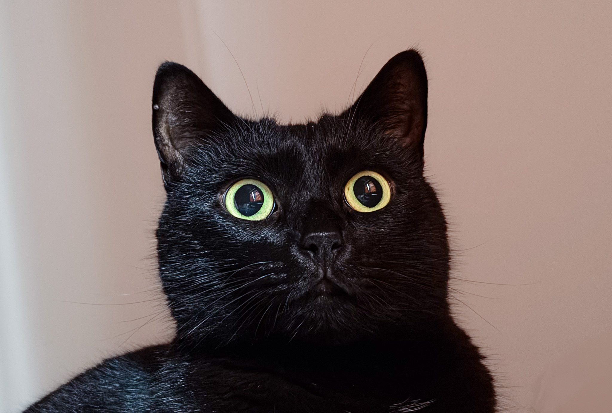 Moving to Thailand with a Cat