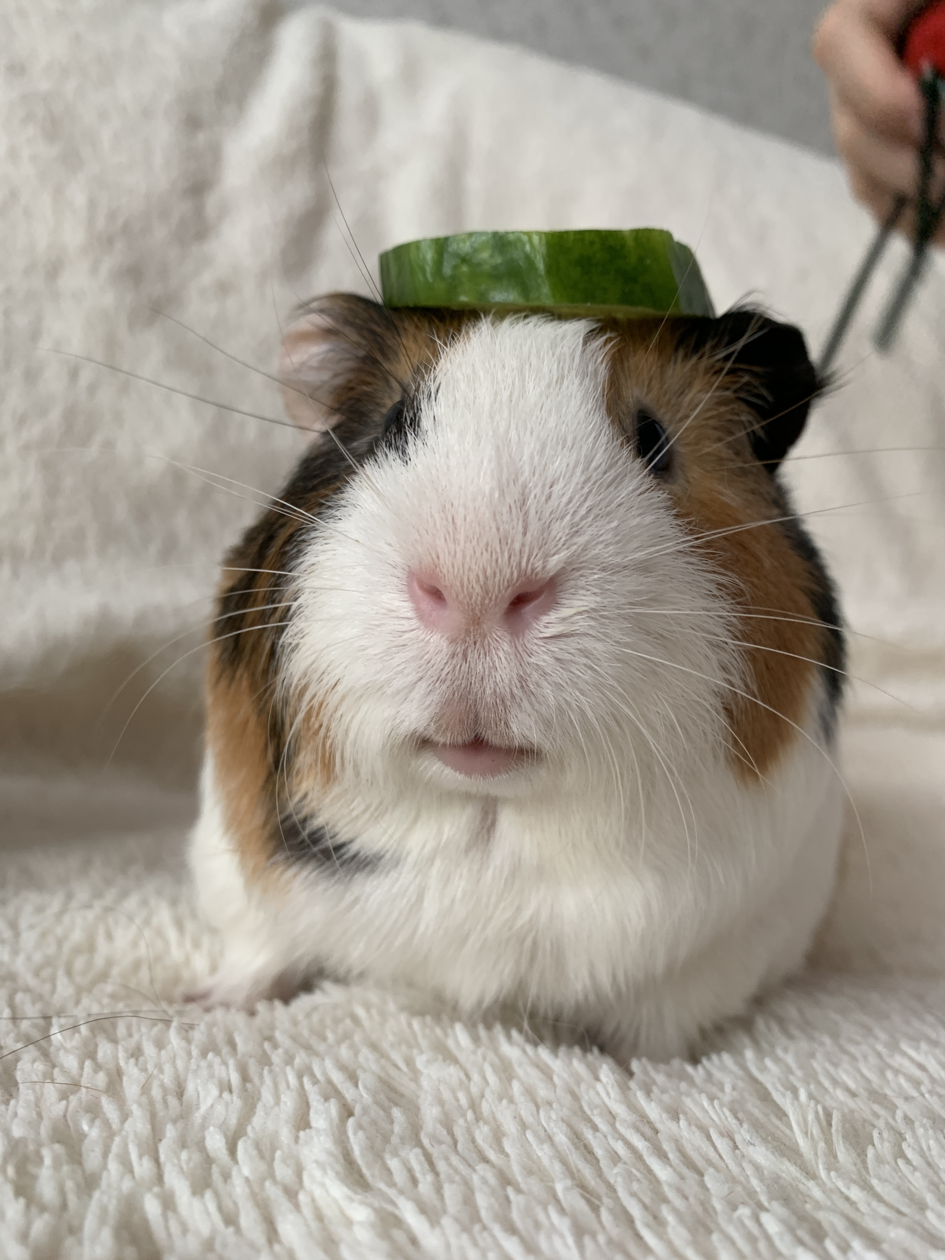 guinea pig
