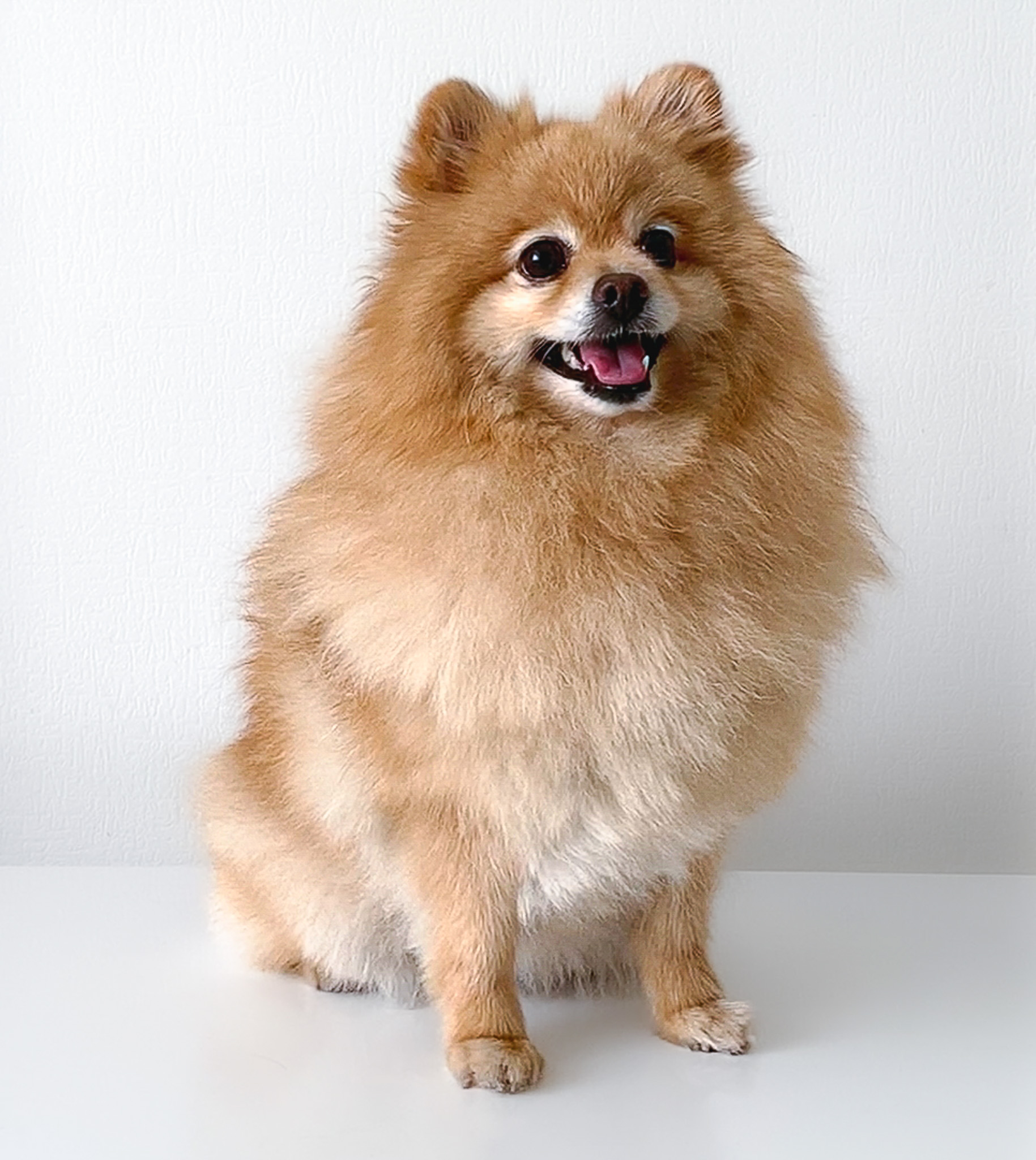 Pomeranian Spitz