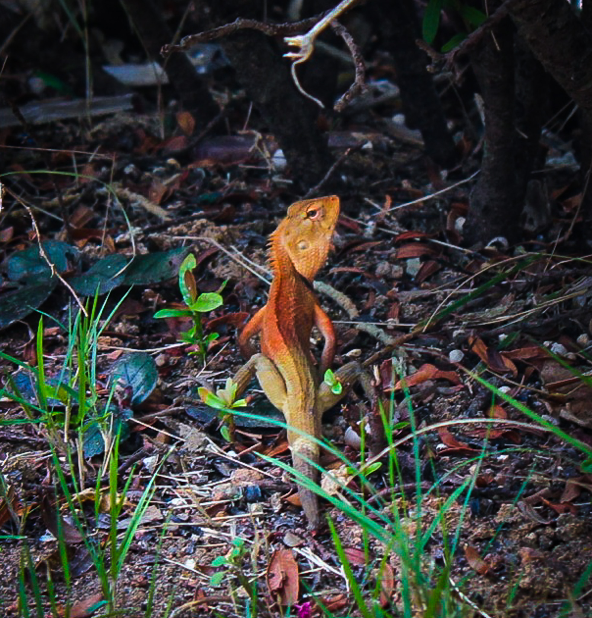 Transporting Lizards and Geckos