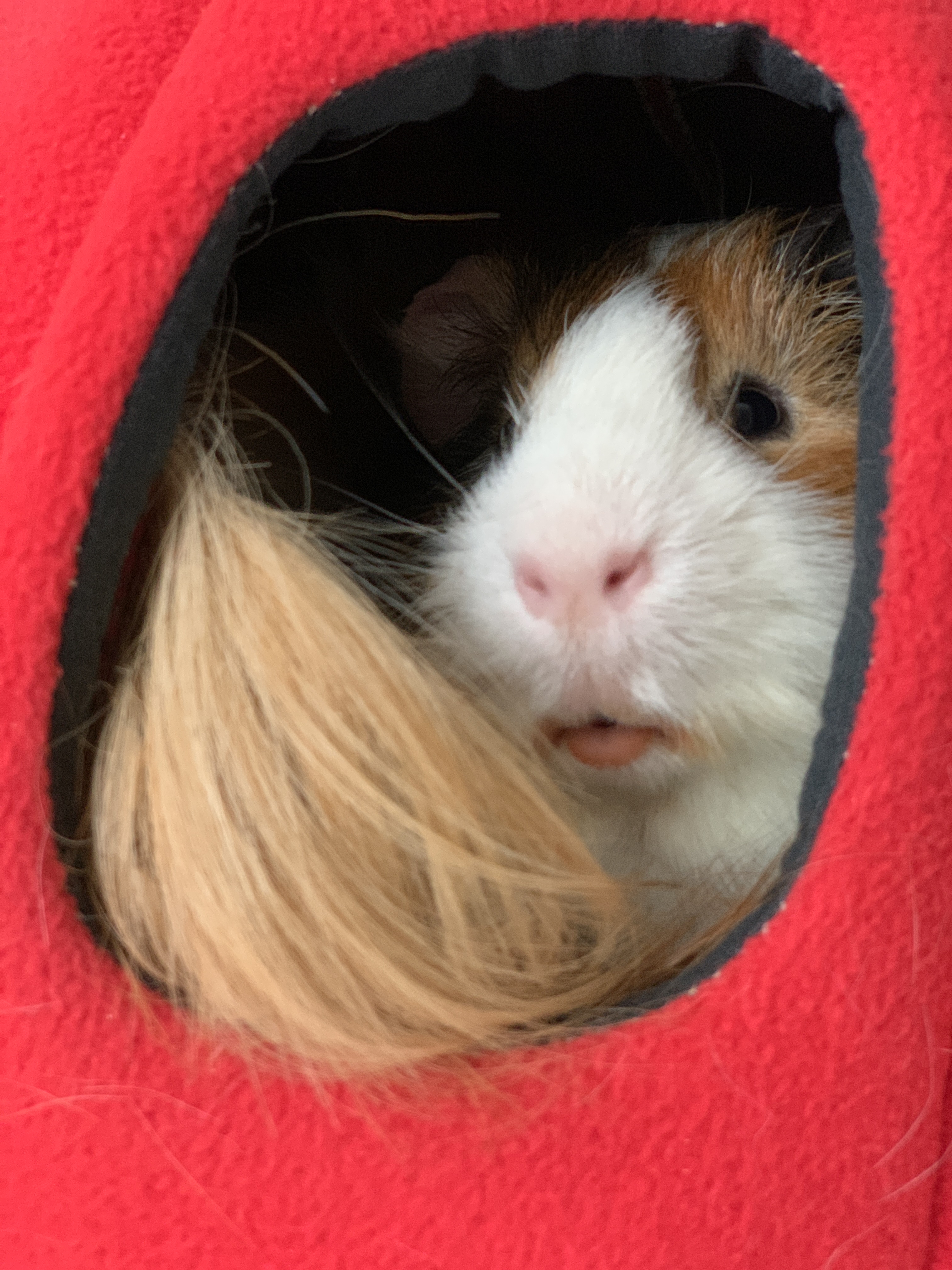 Transporting Guinea Pigs