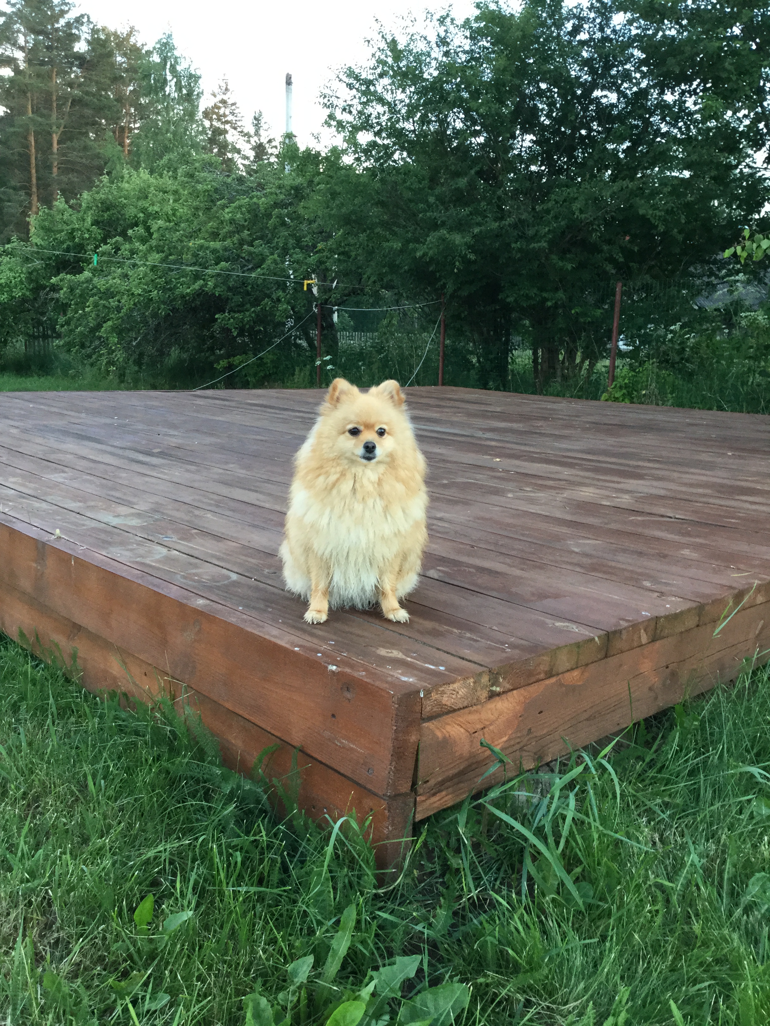 Vacation with a dog
