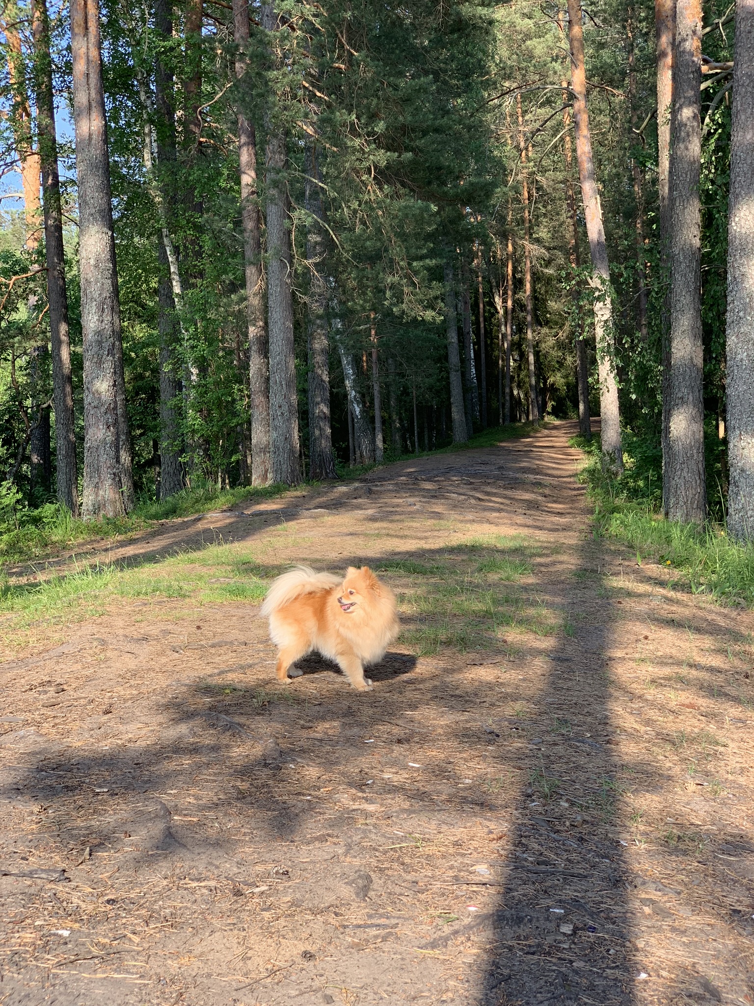 Traveling with a dog