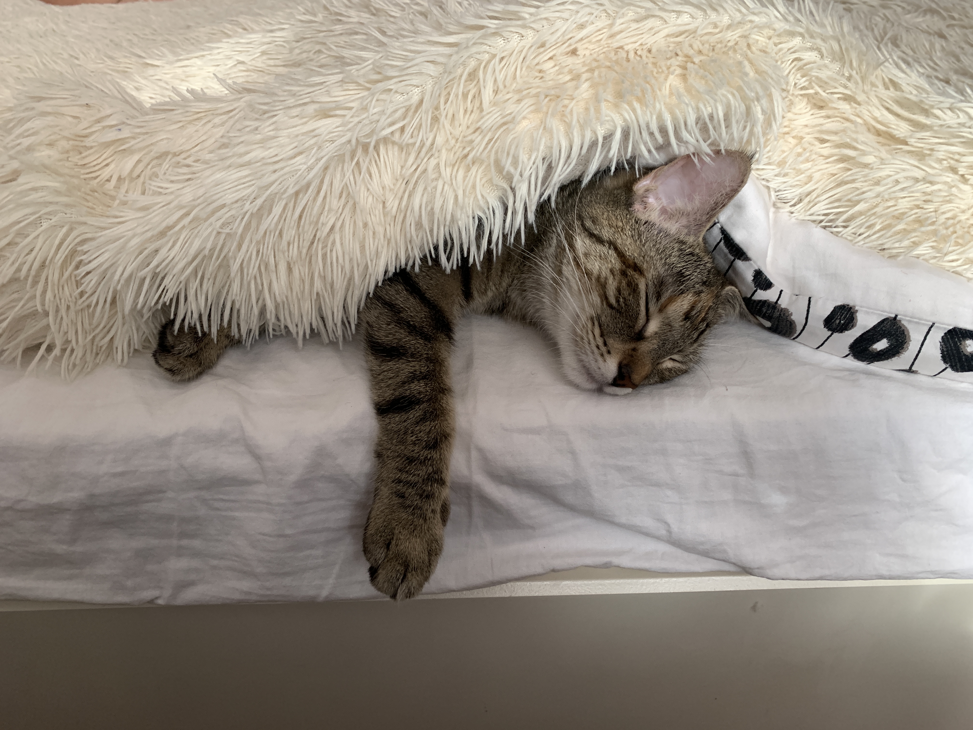 comfort for a cat in flight