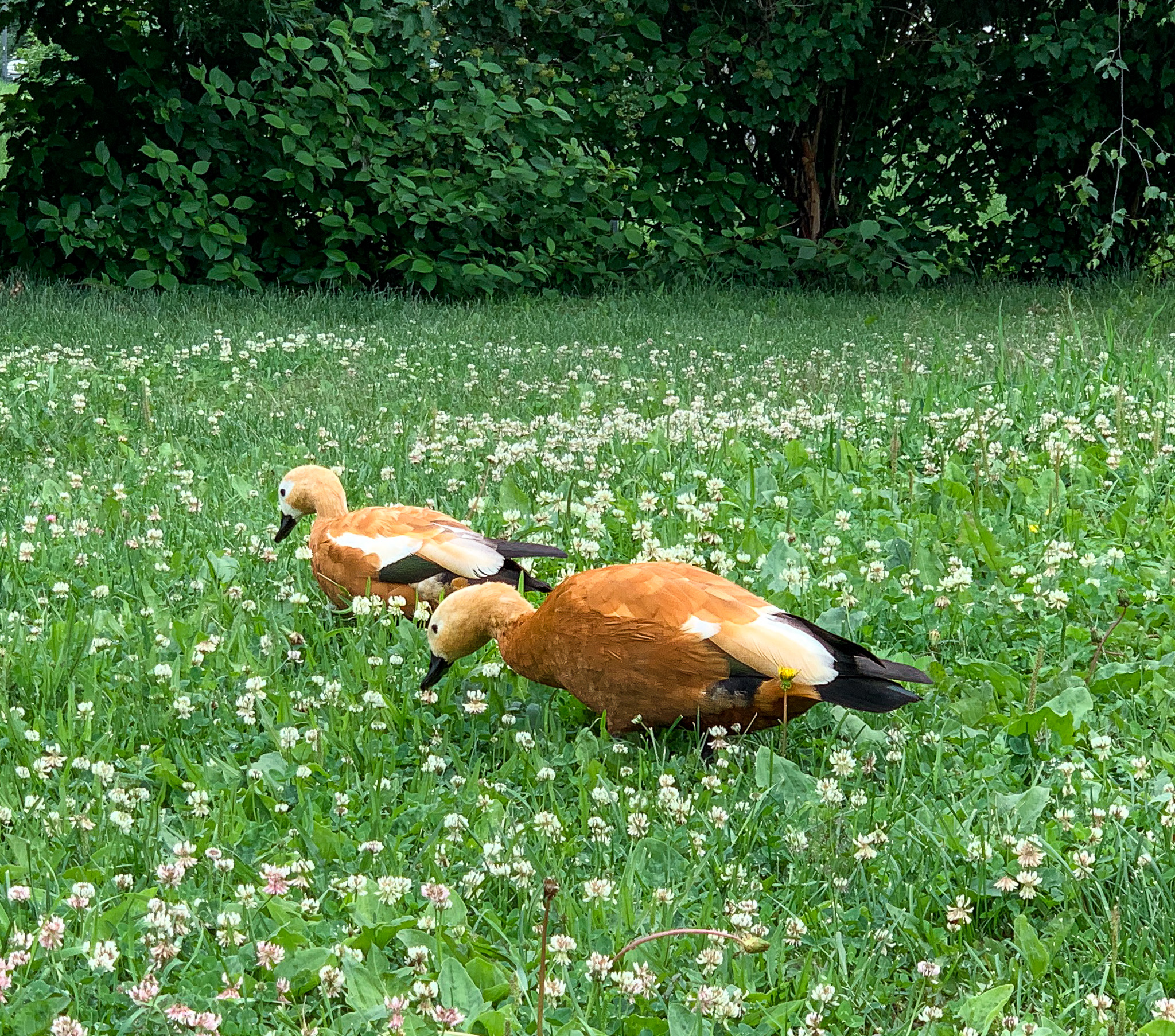 Bird transportation rules