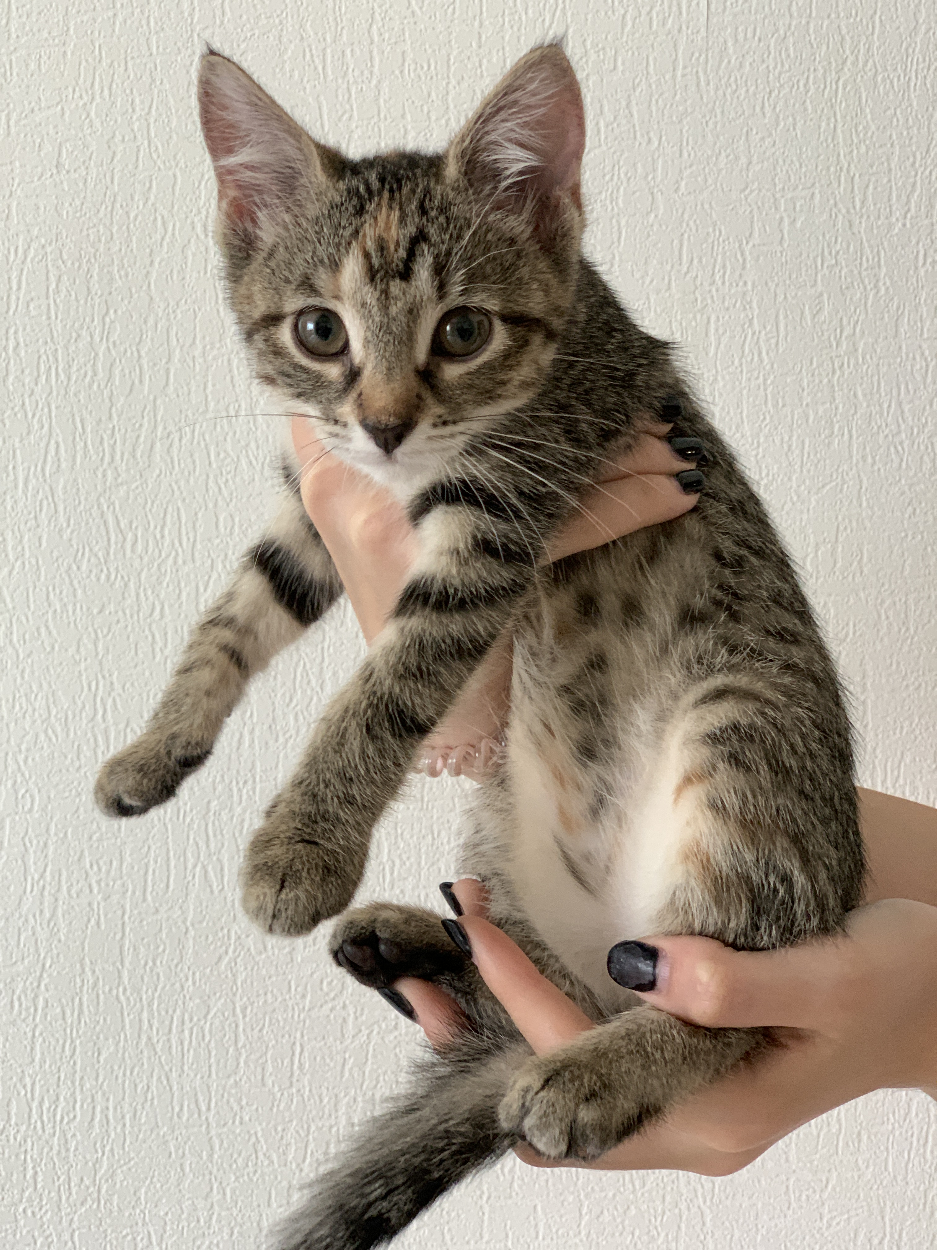Transportation of kittens