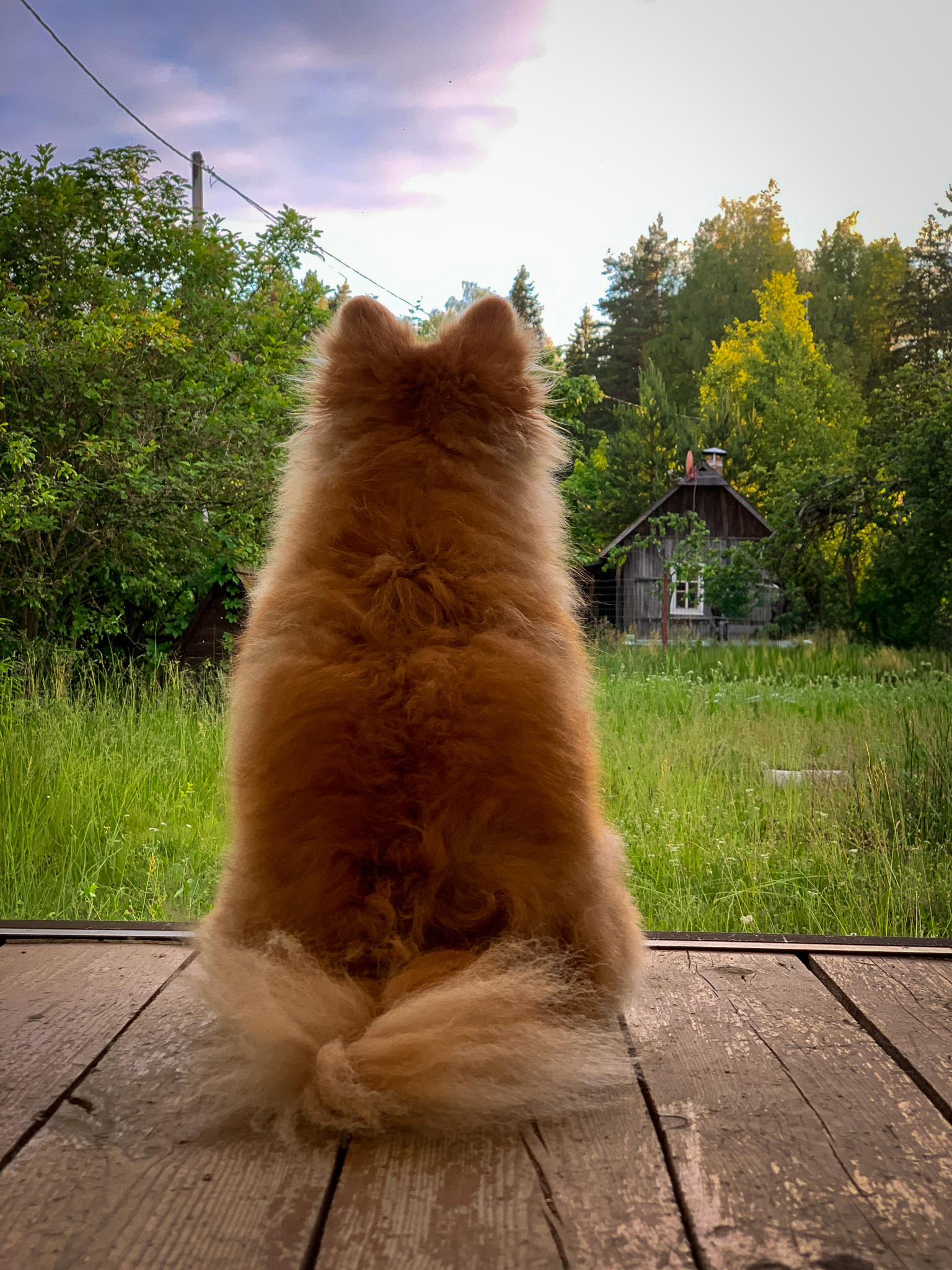 Requirements of countries for import of dogs