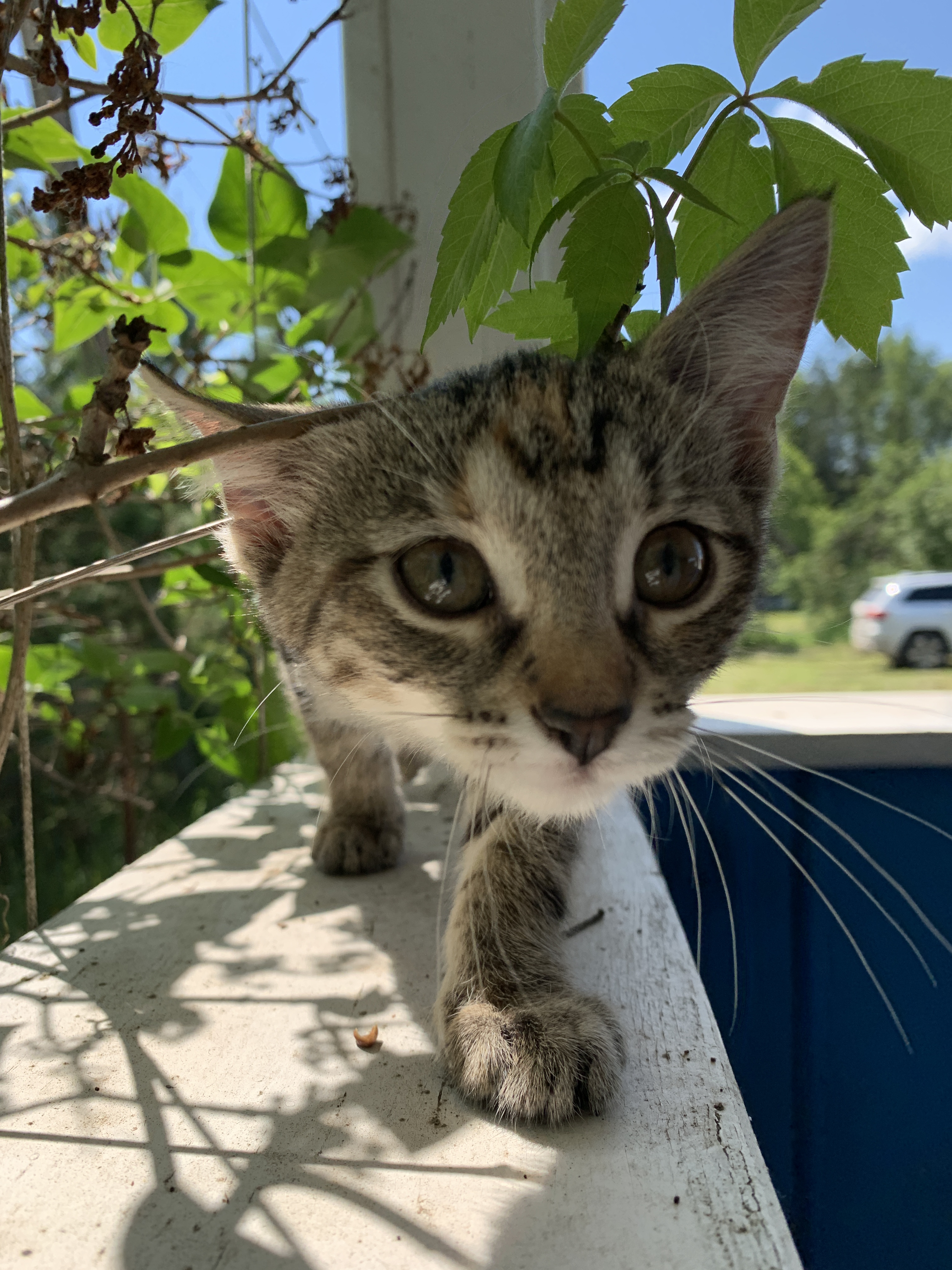 Rules for importing cats