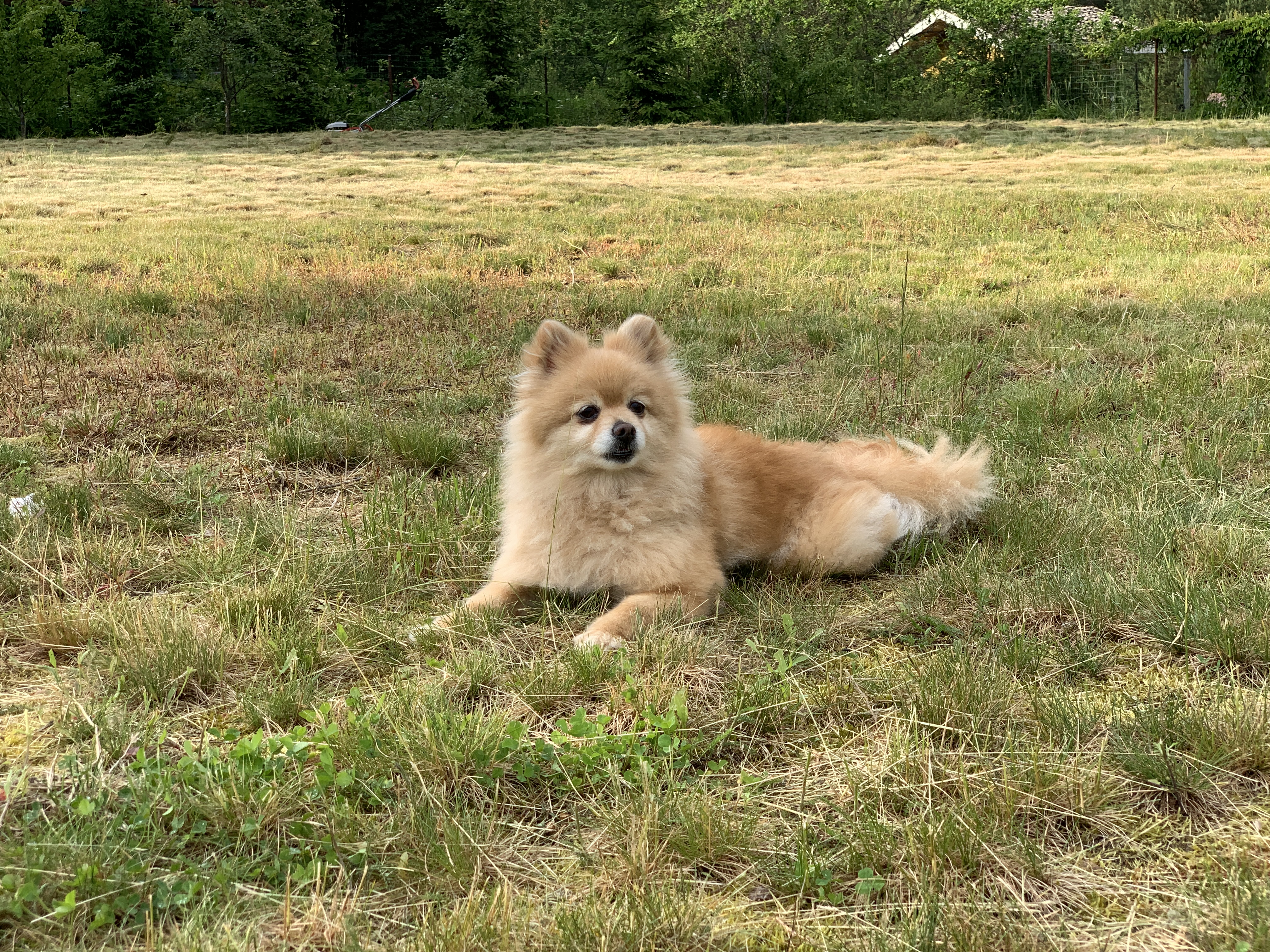 Vacation with a dog