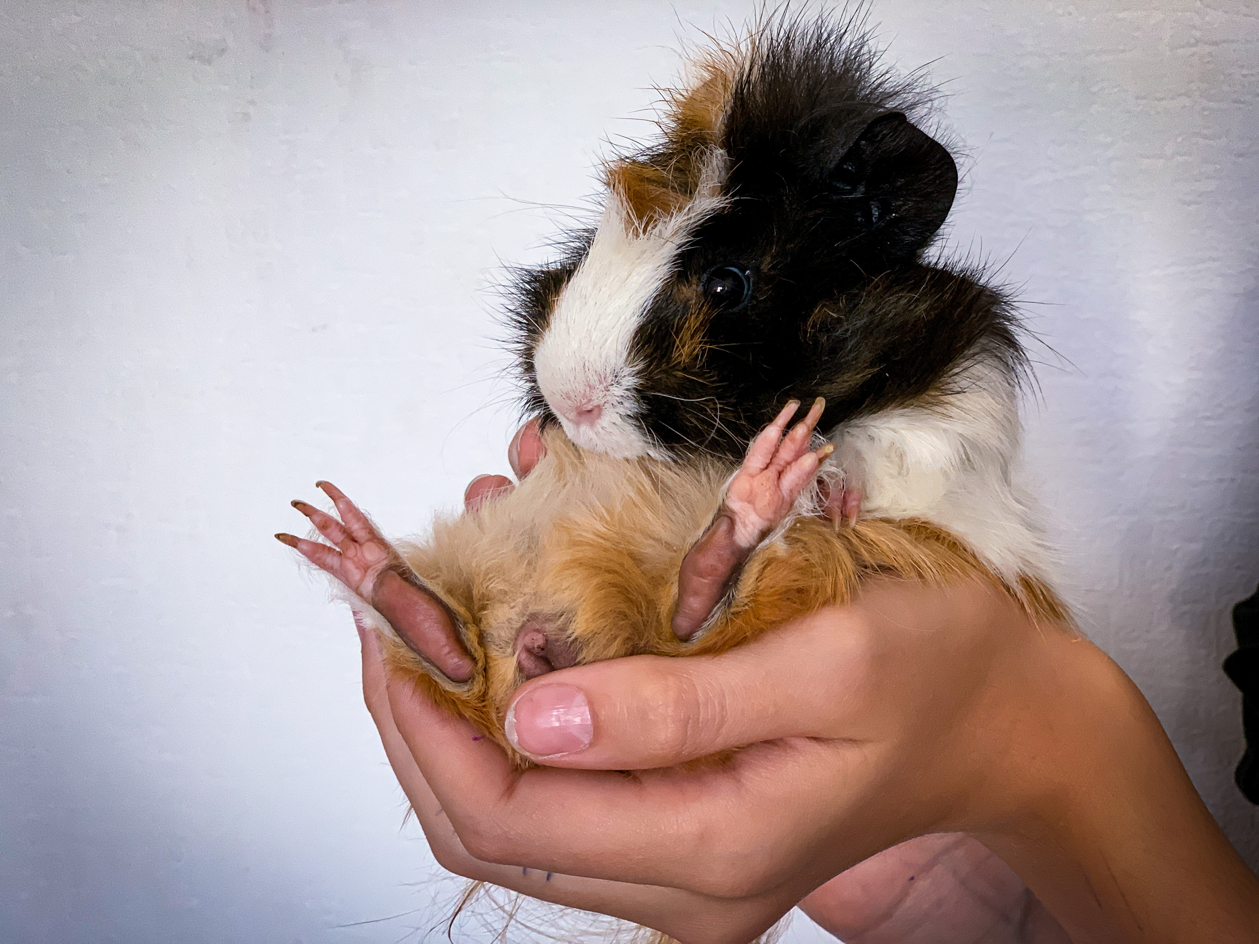 Emotional support animals