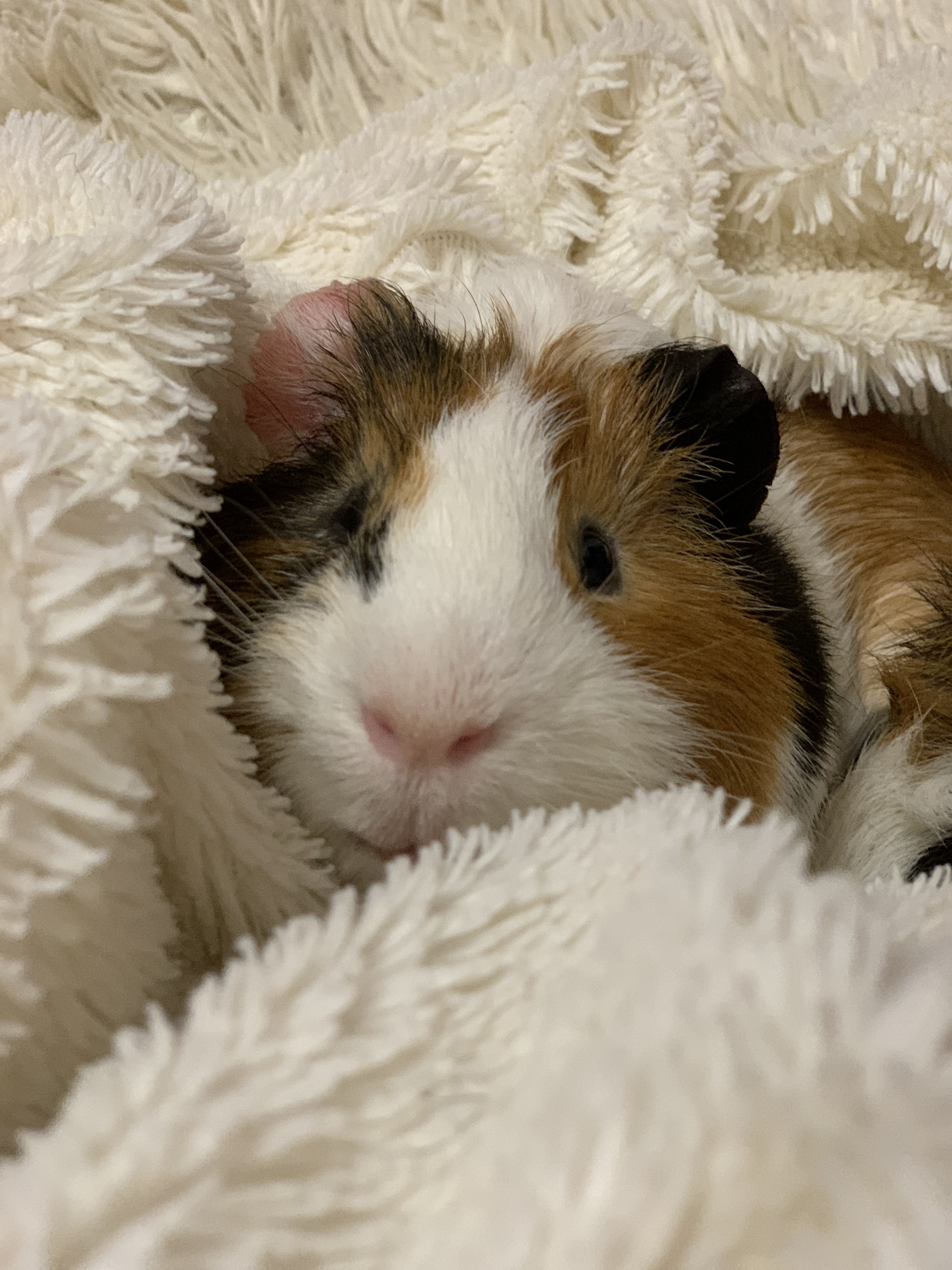 Guinea pig