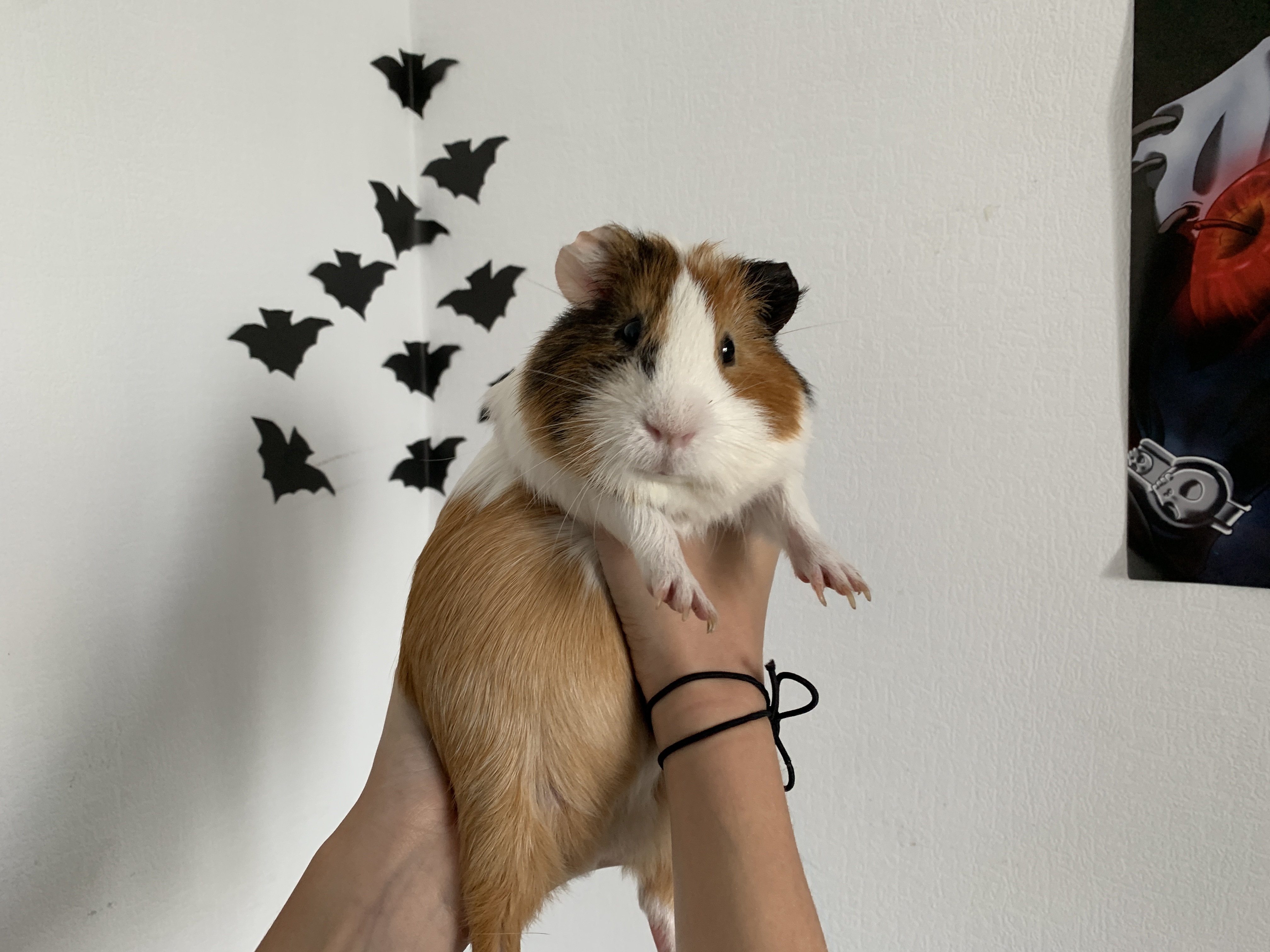 Preparing a Guinea Pig for Travel