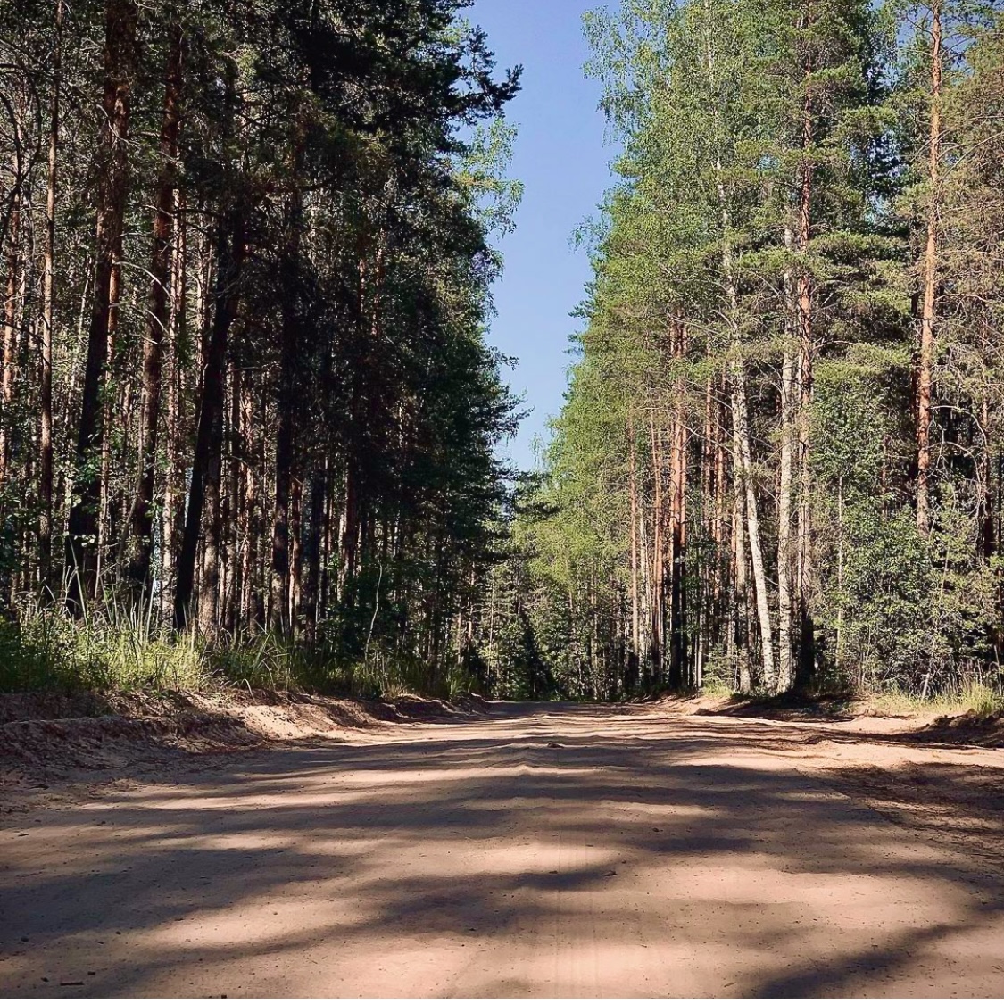 Forest