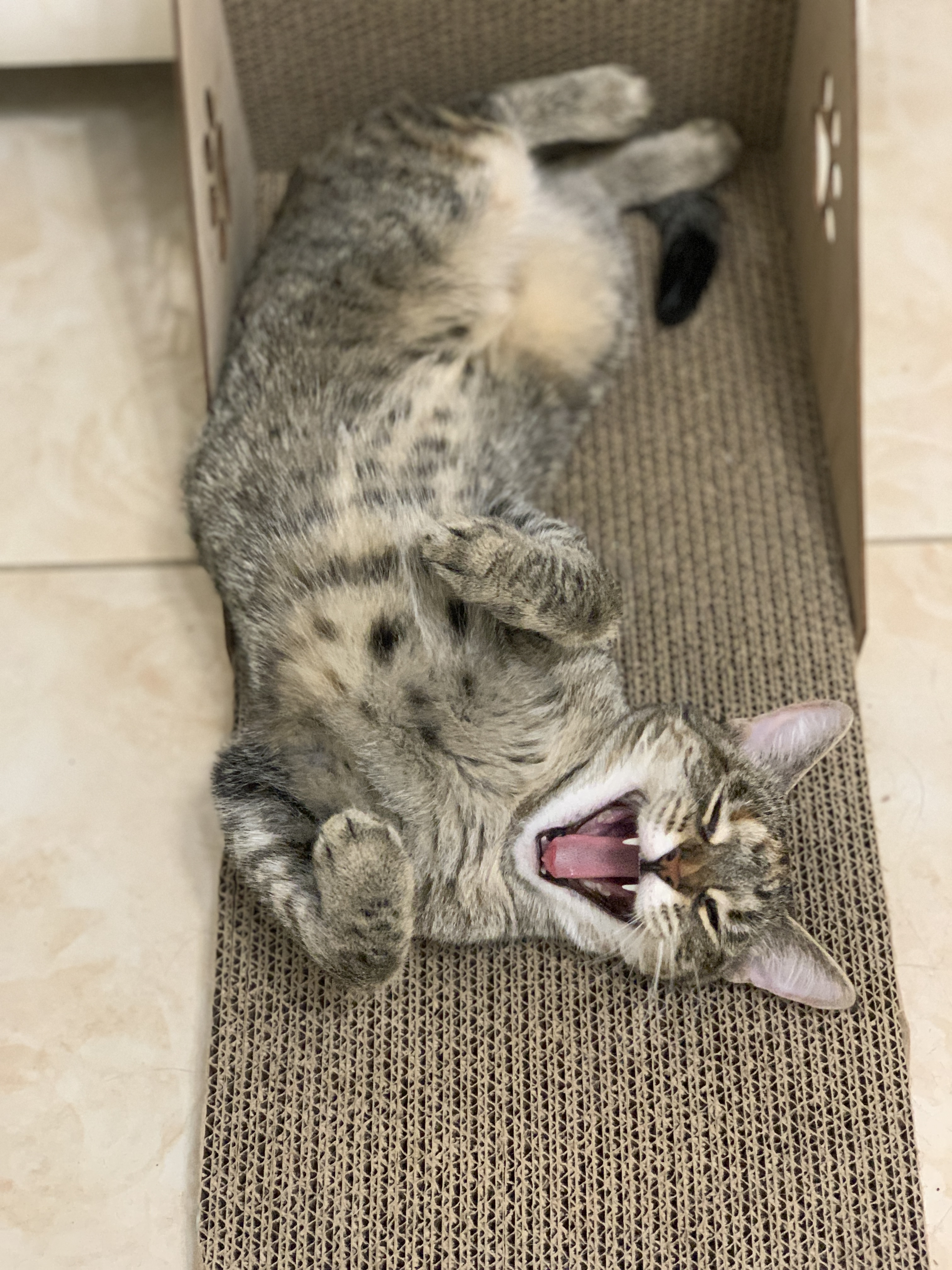 The cat yawns