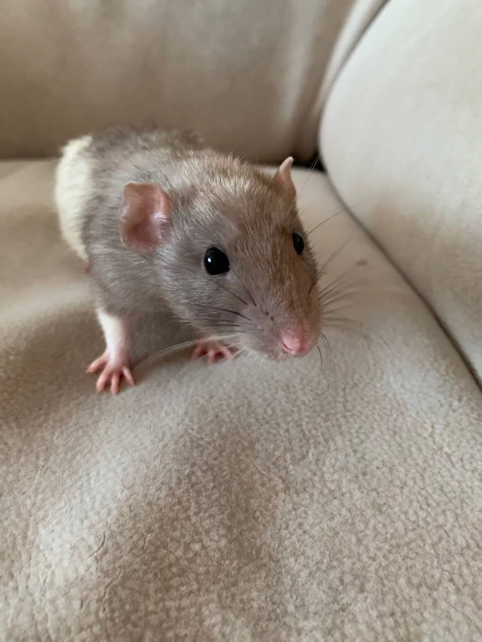 Transportation of rats