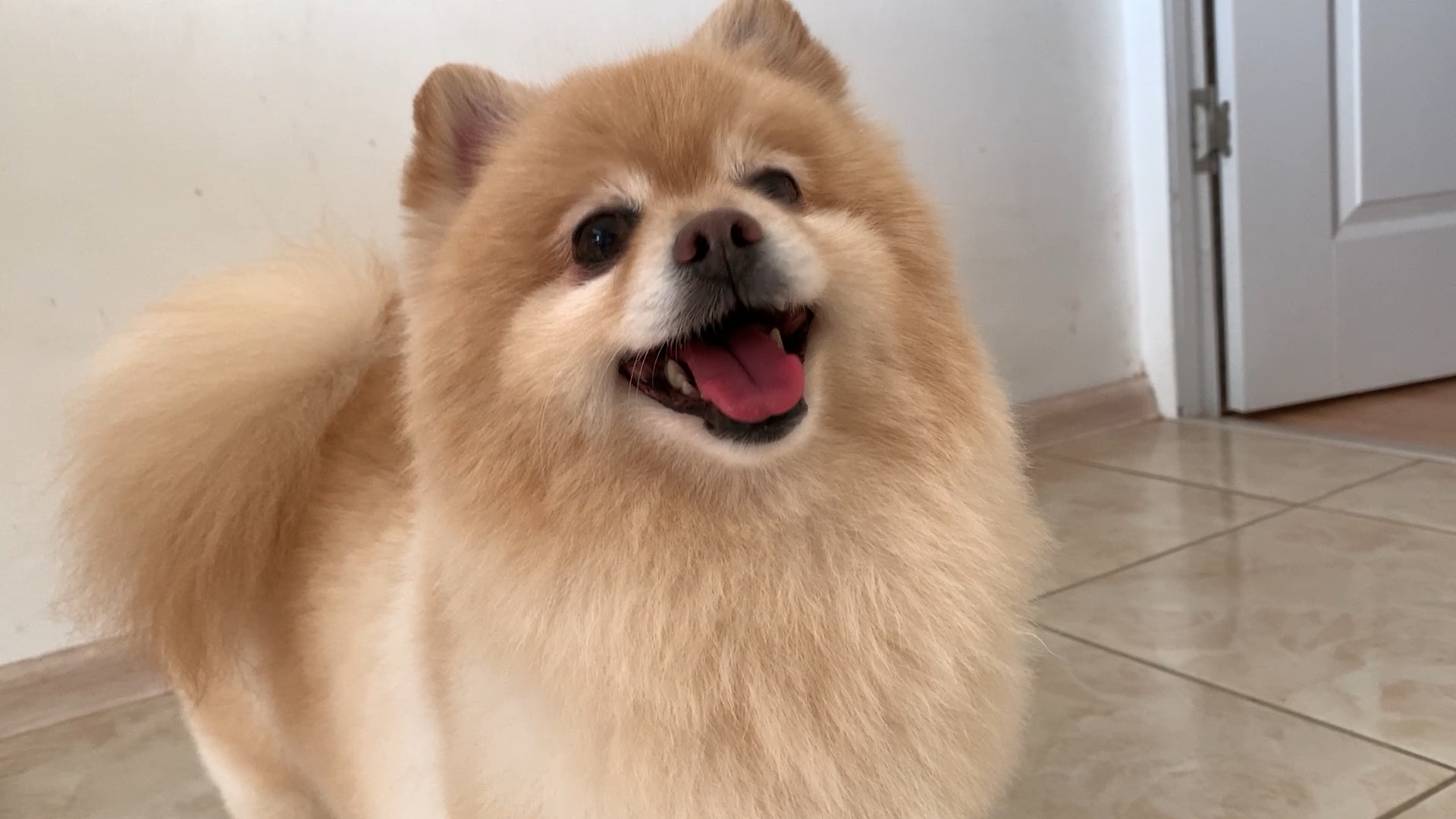 Rules for transporting a Spitz