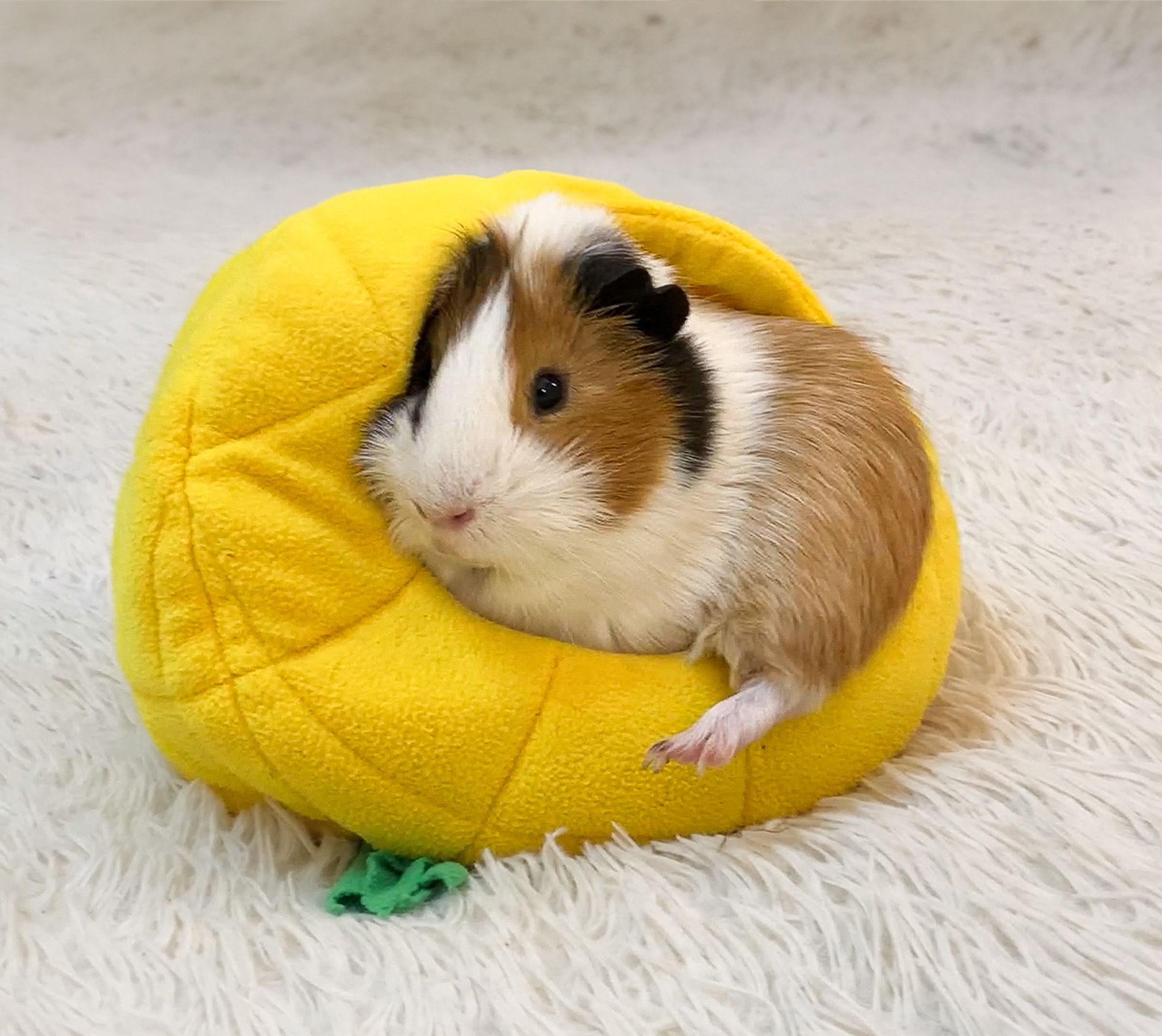 Flight with a Guinea Pig