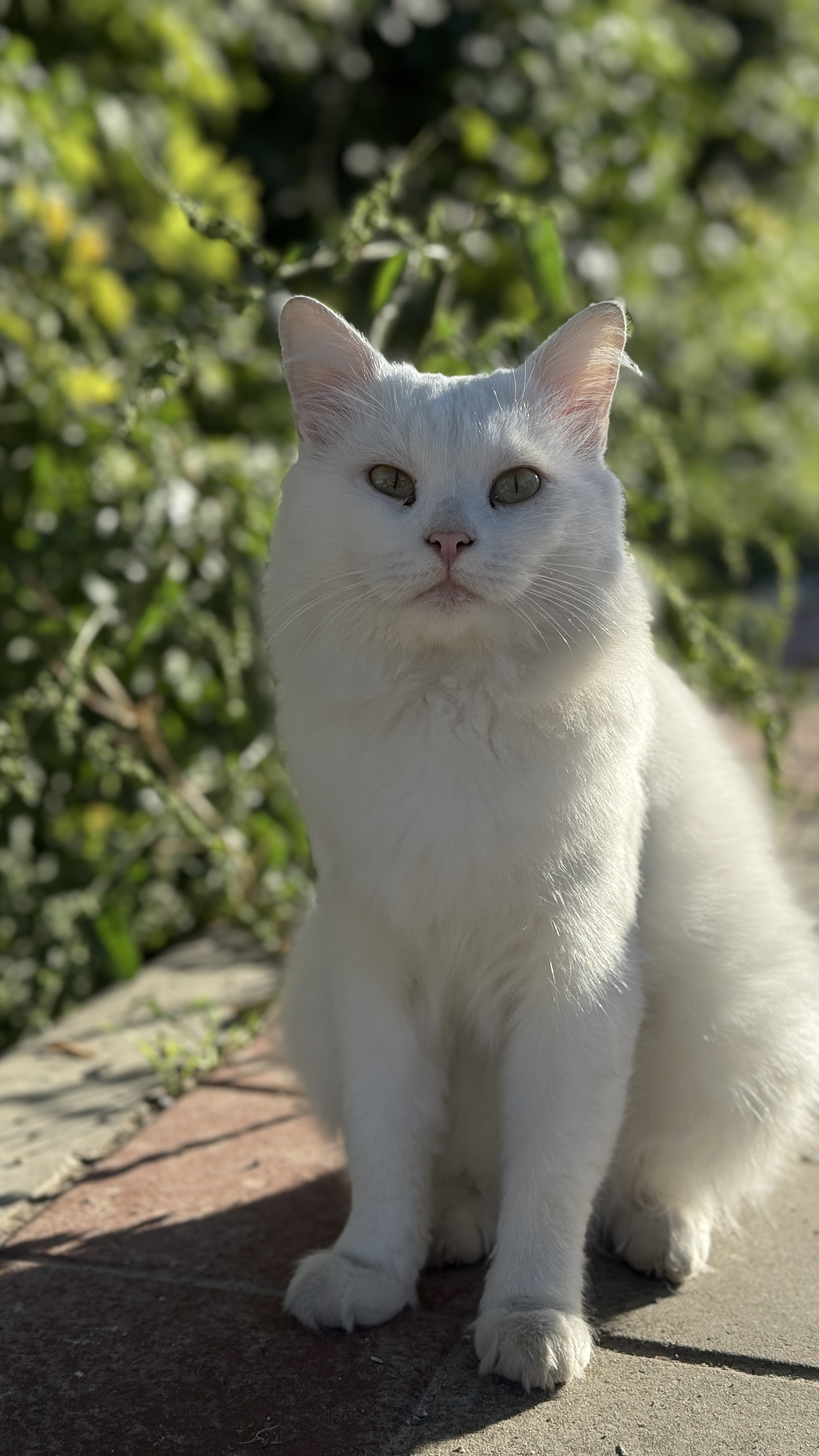 a white cat is sitting on the sidewalk