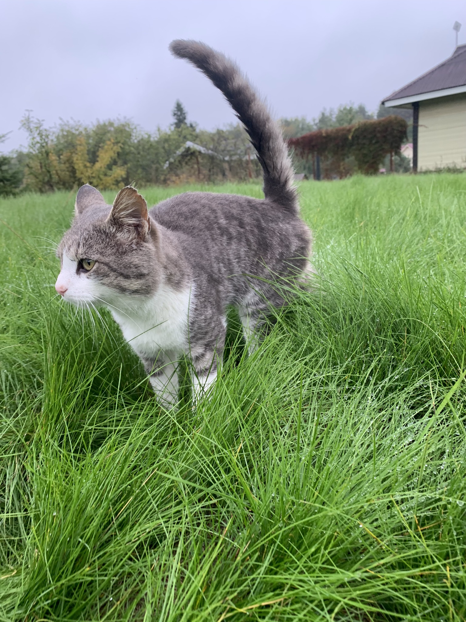 long-haul flight for a cat