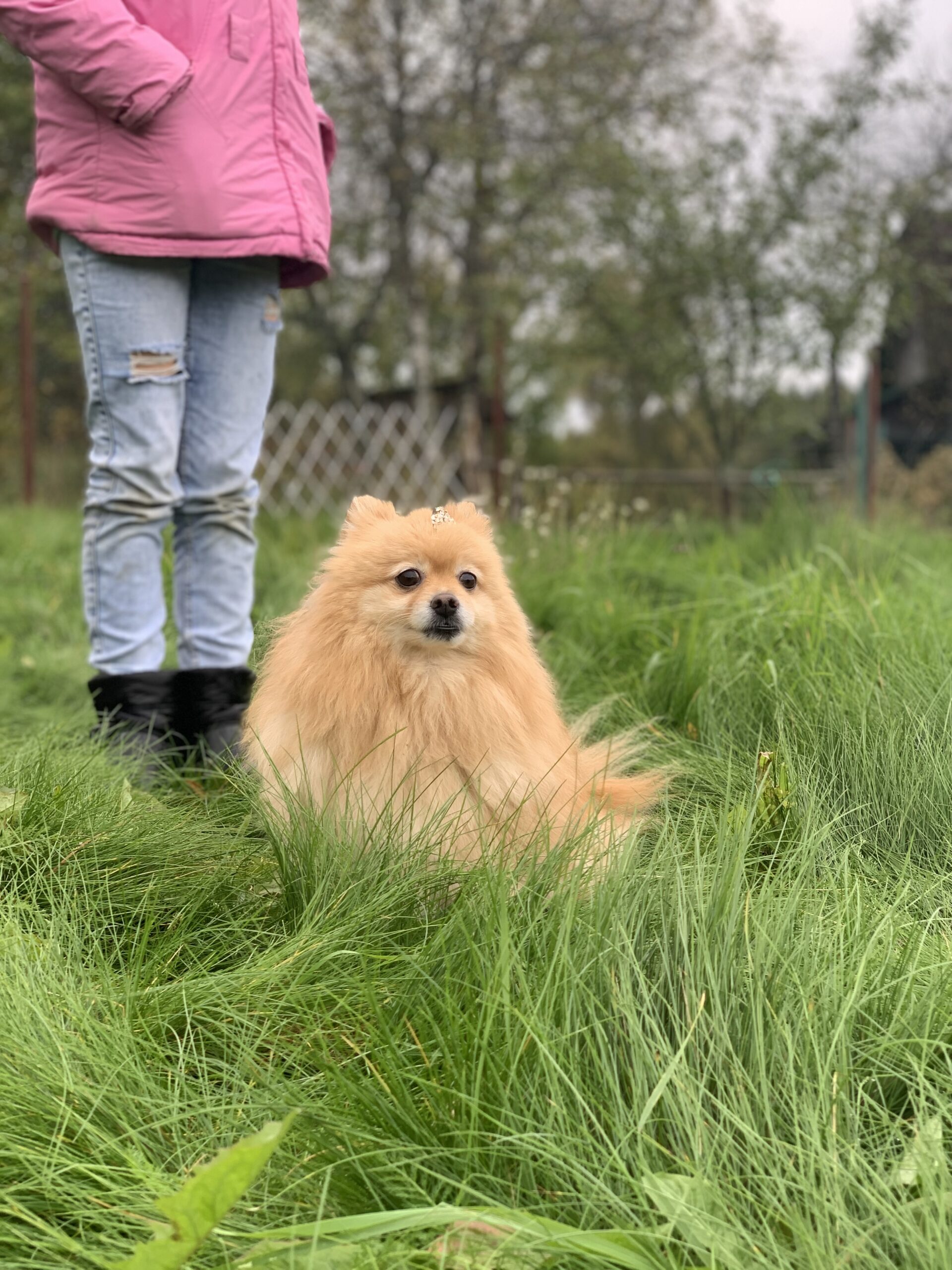 Pomeranian spitz is anxious before flying